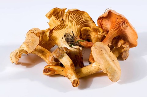 Chanterelle (Cantharellus cibarius) and false chanterelle (Hygrophoropsis aurantiaca)