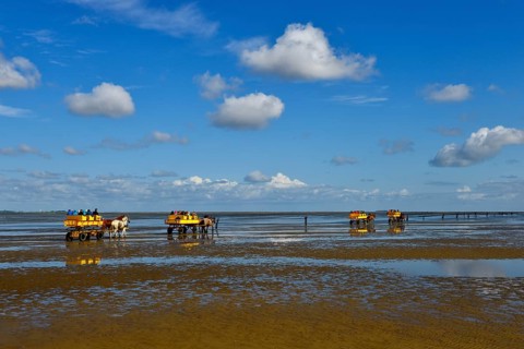 Tourists crossing mudflats to Neuwerk Island by horse drawn carriage, Cuxhaven-Sahlenburg,