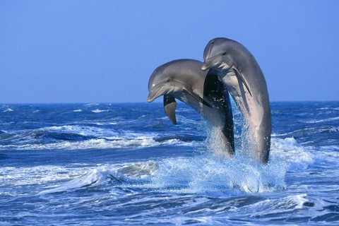 Bottlenose Dolphins (Tursiops truncatus)