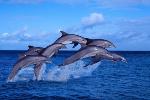 Bottlenose dolphins (Tursiops truncatus), page