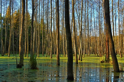Mazury, Gierloz, Görlitz, Auwald