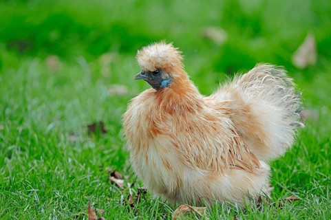 Silkie, Domestic fowl