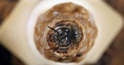European Honey Bee (apis mellifera), Emergence of a Queen, Bee Hive in Normandy
