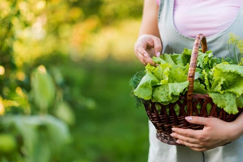 Close up girl holding basket with lettuce leaves