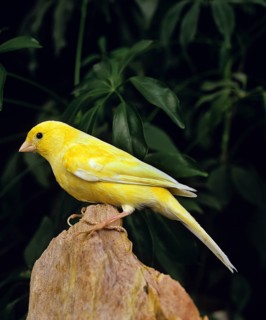Malinois canary or song canary