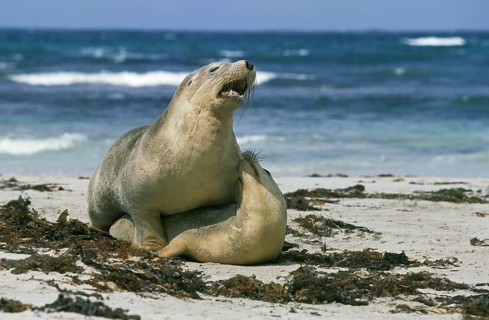 AUSTRALIAN SEA LION (neophoca cinerea), ADULT PAIR MATING ON BEACH, AUSTRALIA