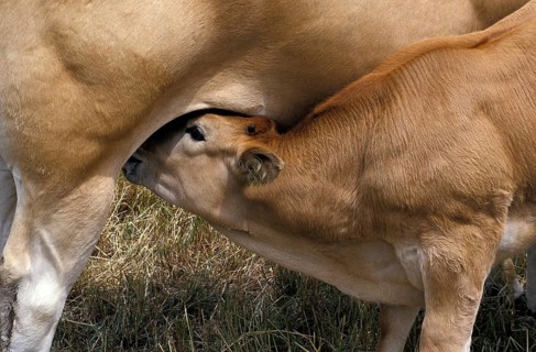 Parthenaise cattle, a French breed, cow with suckling calf