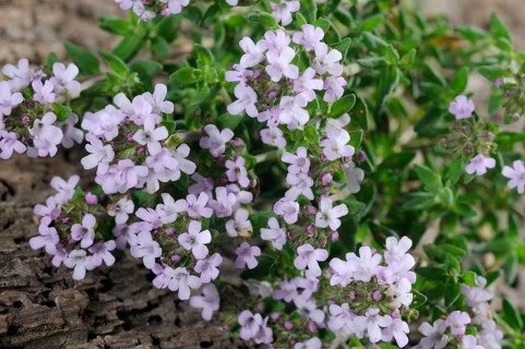 Broad-leaved thyme (Thymus pulegioides)