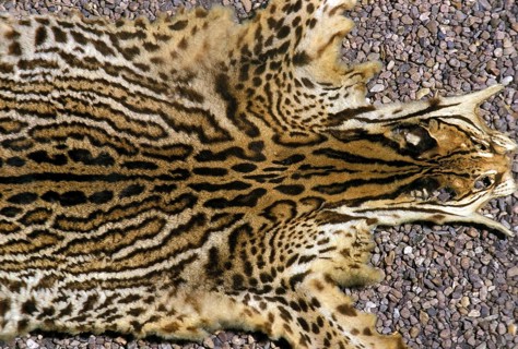 Ocelot (leopardus pardalis), adult skin