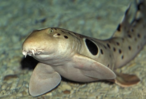 Epaulette Shark (hemiscyllium ocellatum)