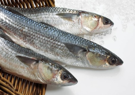 MULLET (chelon labrosus) IN A BASKET WITH ICE