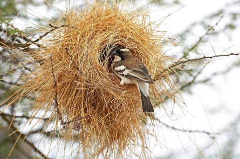 White-browed sparrow-weaver (plocepasser mahali), adult at nest entrance, Masai Mara Park in Kenya