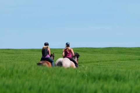 Riding Rhenish-German Coldblood and German Riding Pony, Coldblood horse, bareback, riding helmet,