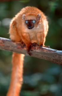 Blue-eyed Lemur, female (Eulemur macaco flavifrons)