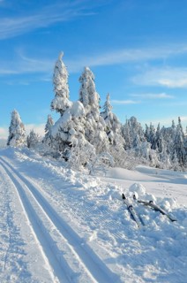 Black Forest, Black Forest in winter, spruce forest, Black Forest High Road, snowy landscape, at