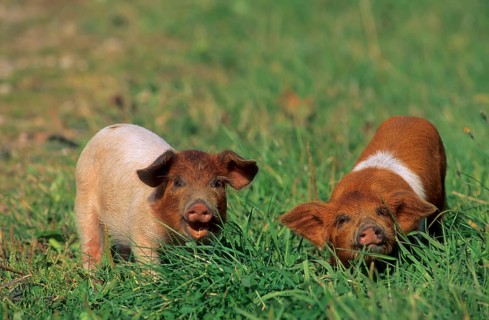 Red-breasted Husum Protest Pig, Danish Protest Pig, German Saddleback Pig Division Red-breasted