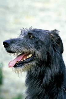 Irish Wolfhound, portrait of an adult with tongue sticking out