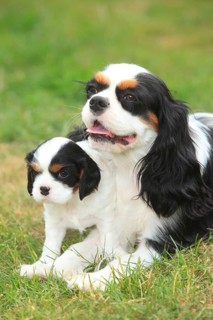 Cavalier King Charles Spaniel, bitch with puppy, tricolour, 5 weeks
