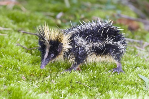 Lowland streaked tenrec (Hemicentetes semispinosus), Madagascar, Africa