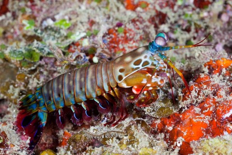 Colored Mantis Shrimp, Raja Ampat, West Papua, Indonesia (Odontodactylus scyllarus)
