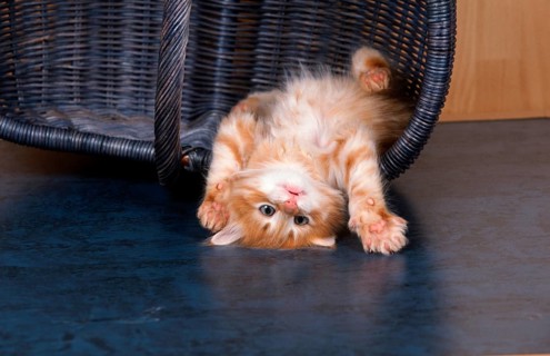 Norwegian Forest Cat, kitten, 6 weeks old