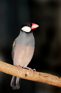 Javanese java sparrow (Padda oryzivora)