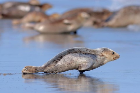 Common harbor seal (Phoca vitulina), juvenile, Helgoland, Schleswig-Holstein, lateral, Germany,