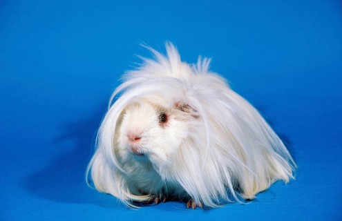 Peruvian guinea pig, white