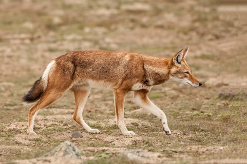 Ethiopian wolf (Canis simensis), Bale Mountains ethiopian wolf, Ethiopia, Africa