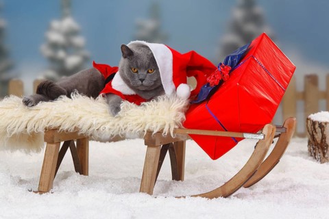 British shorthair cat, blue, male, as Father Christmas, Carthusian, BKH