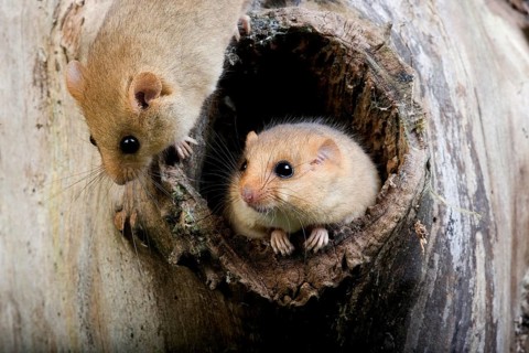 Common Dormouse (muscardinus avellanarius), Adults standing at Den Entrance, Normandy