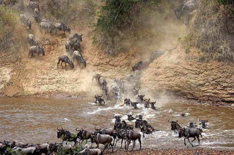 Blue Wildebeest (connochaetes taurinus), Herd migrating, Crossing Mara River, Masai Mara Park in