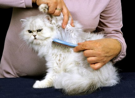 Woman Grooming a White Persian Domestic Cat, Brush