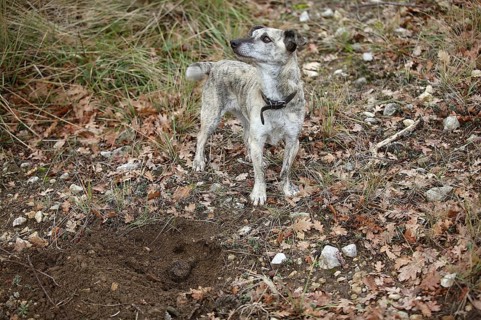 TRUFFLE DOG, TRUFFLE GATHERING IN DROME IN FRANCE
