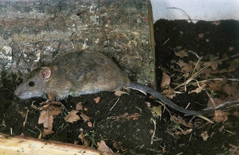 BROWN RAT (rattus norvegicus), FRANCE