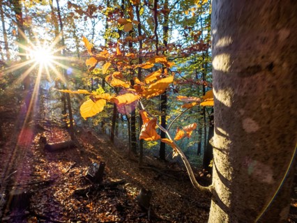 Autumn atmosphere, sunbeams, autumn leaves on a branch, forest floor covered with leaves, Leoben,