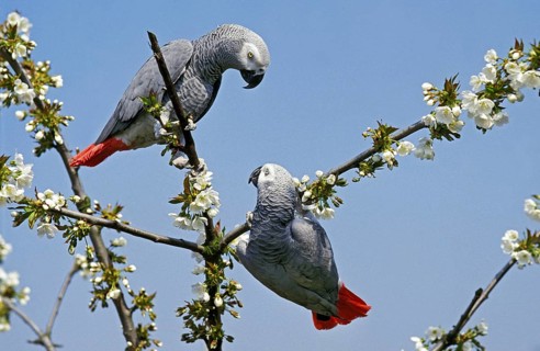 African Grey Parrot (psittacus erithacus), Adults in Blooming Tree