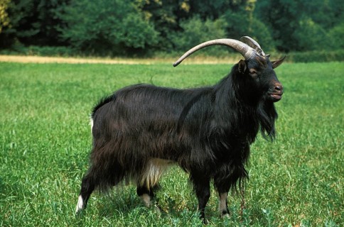 Poitevine goat, a French domestic goat breed, billy goat