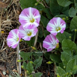 Field Bindweed (Convolvulus arvensis) flowering by a roadside near Ardingly