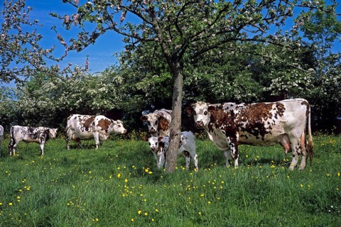 Normandy cow, cattle under apple tree, Normandy