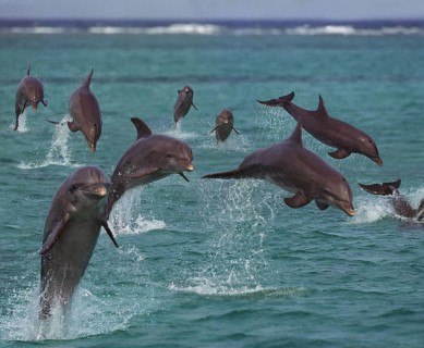 Bottlenose dolphins (tursiops truncatus), jumping, Honduras, Central America