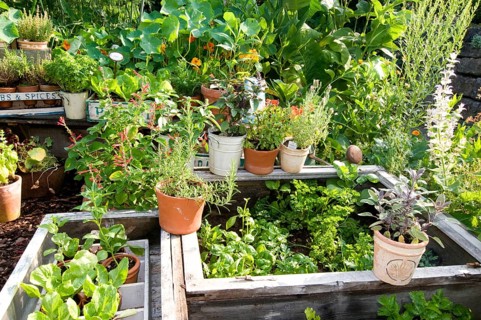 Garden with herbs