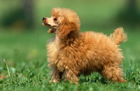 ABRICOT DWARF POODLE, MALE STANDING ON GRASS