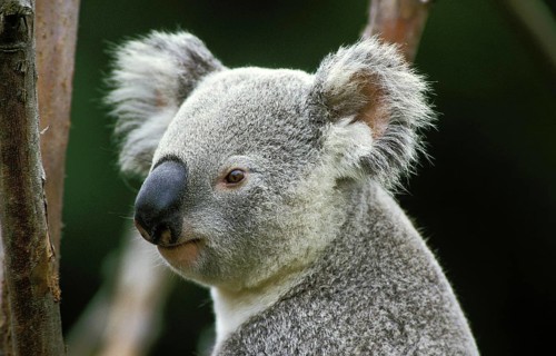 Koala (phascolarctos cinereus), Portrait of Adult, Australia, Oceania