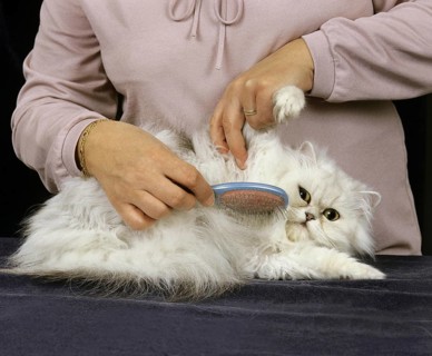 GROOMING OF WHITE PERSIAN DOMESTIC CAT