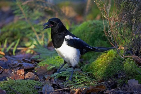 Black Billed Magpie or European Magpie (pica pica), Adult calling, Normandy
