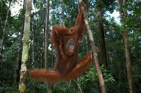 ORANG UTAN, FEMALE HANGING FROM BRANCH, BORNEO (pongo pygmaeus)