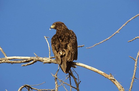 GREATER SPOTTED EAGLE (aquila clanga), ADULT ON BRANCH AGAINST BLUE SKY