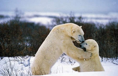 Polar Bear (thalarctos maritimus), Adults fighting, Churchill in Manitoba, Canada, North America