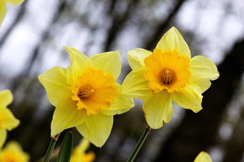 Daffodil (narcissus pseudonarcissus) Flowers